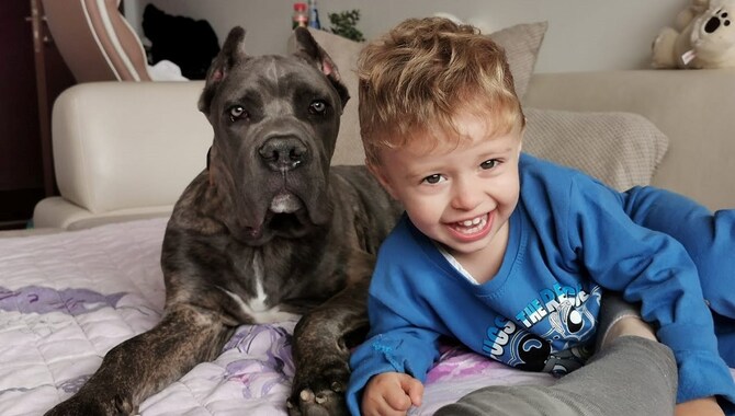 Potential Pitfalls: Cane Corso & Kids