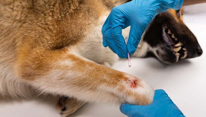Potential Side Effects Of Neosporin On Canines