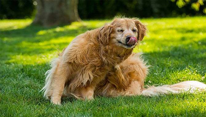 Precautions While Treating A Flea Infestation On A Golden Retriever
