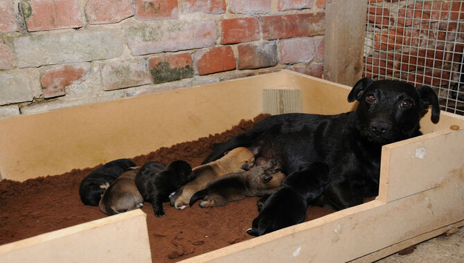 Preparing For The Birth (Whelping Box)