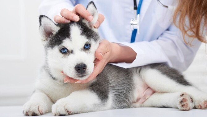 Preparing To Clean Your Husky's Ears