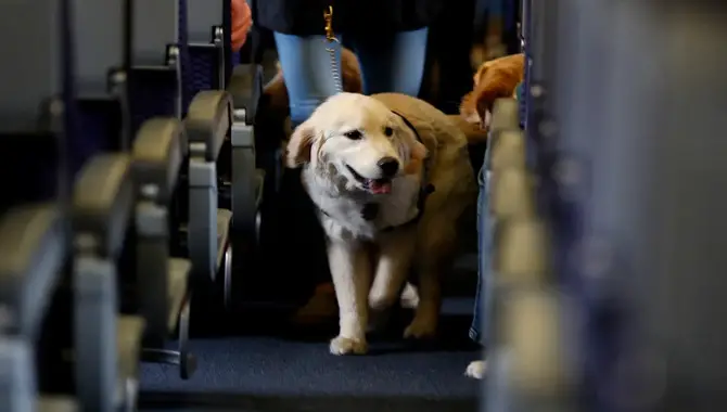 Preparing Your Golden Retriever For The Airport