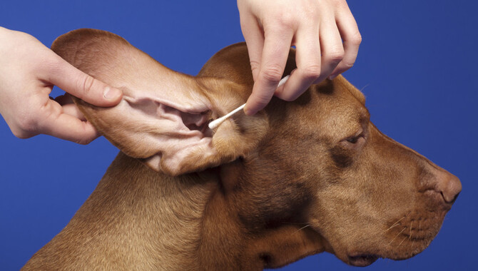 Prevention Of Ear Infections In Golden Retrievers