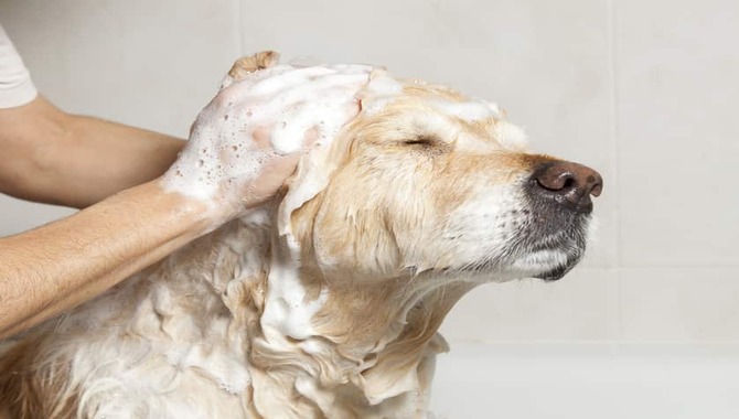 Prevention Of Golden Retriever Dandruff