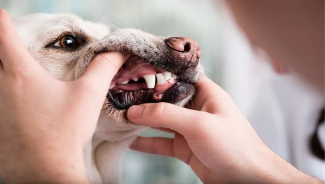 Prevention Tips For Dog Tartar