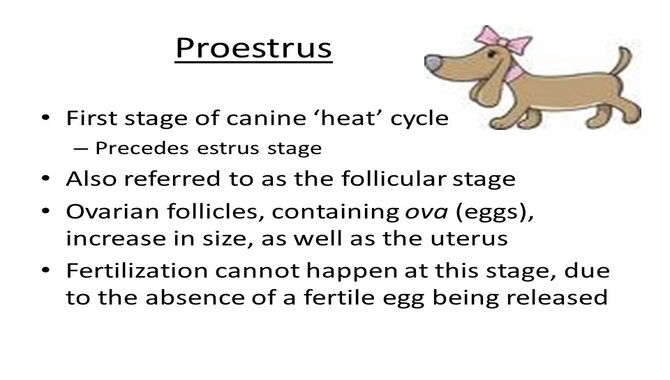 Proestrus (First Stage) dog