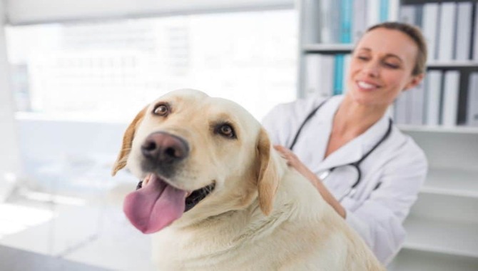 Pros And Cons Of Microchipping Your Golden Retriever