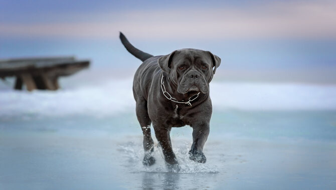 Pros And Cons Of Owning A Cane Corso
