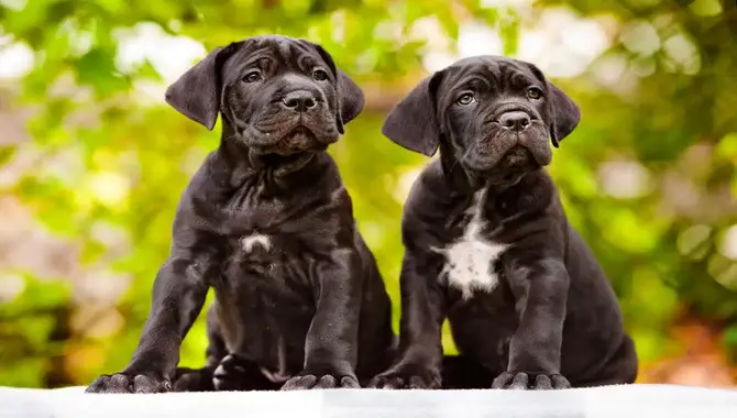 Raising A Cane Corso Puppy With A Full-Time Job
