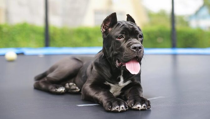 Raising Cane Corso Puppies