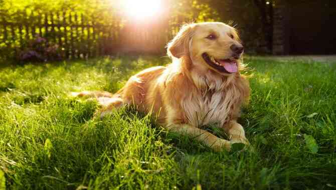 Reasons Why A Golden Retriever Might Not Be The Best Dog For You