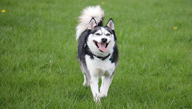 Reasons Why Does Your Husky Have Dry Skin