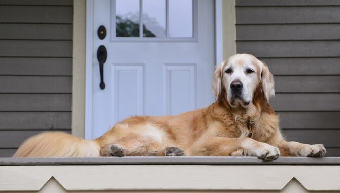 Reasons Why Golden Retrievers Protect Their People