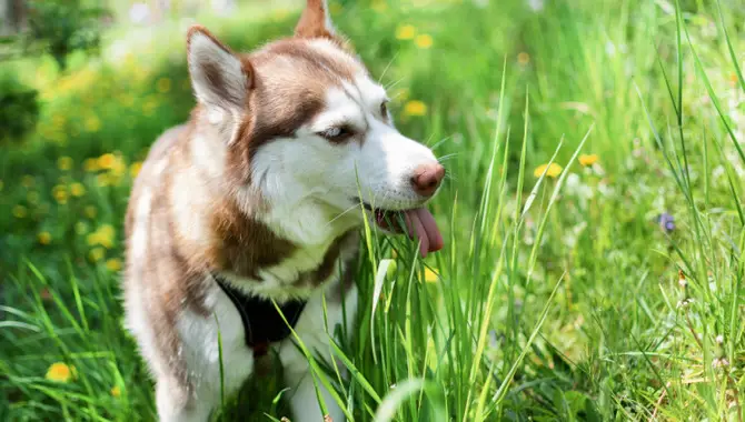 Reasons Why Husky Keeps Eating Grass