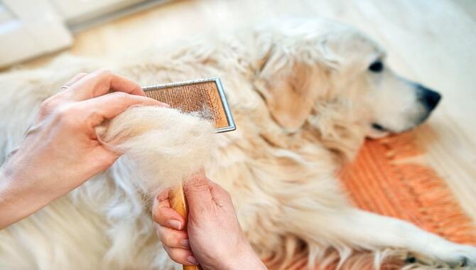 Reasons Your Golden Retriever Is Shedding