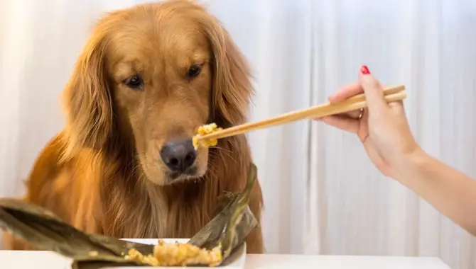 Recommended Dog Food For Golden Retrievers