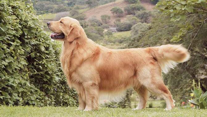Recommended Space For A Golden Retriever