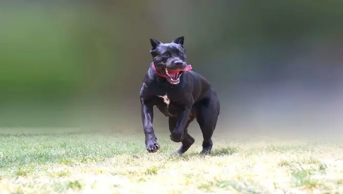 Record-Breaking Running Speeds Of The Cane Corso