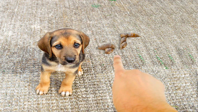 Removing Dog Poop From Synthetic Carpet Fibers