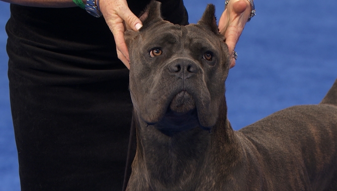 Reputable Cane Corso Breeders Should Be Experienced In Breeding Cane Corso Dogs.