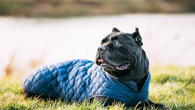 Reputable Cane Corso Breeders Should Have Litters Of Healthy Puppies.