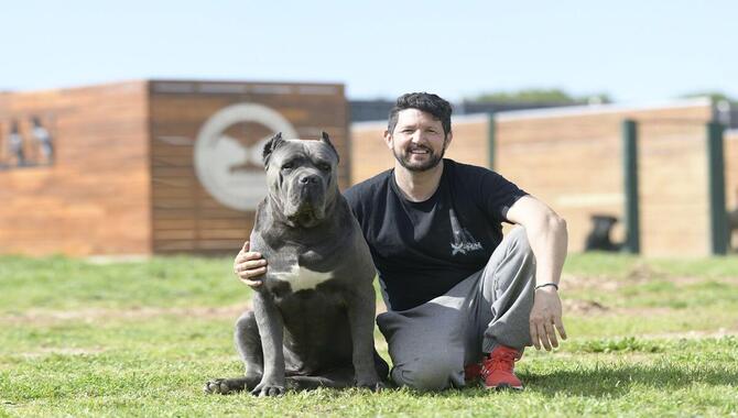 Reputable Cane Corso Breeders Should Have Strong Racing Bloodlines.