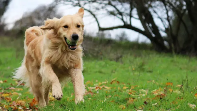 Risks Associated With Microchipping Your Golden Retriever