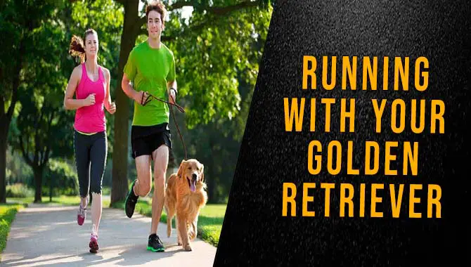 Running With Your Golden Retriever