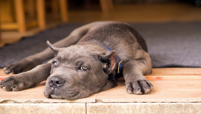 Safe Alternatives To Leaving A Cane Corso Home Alone