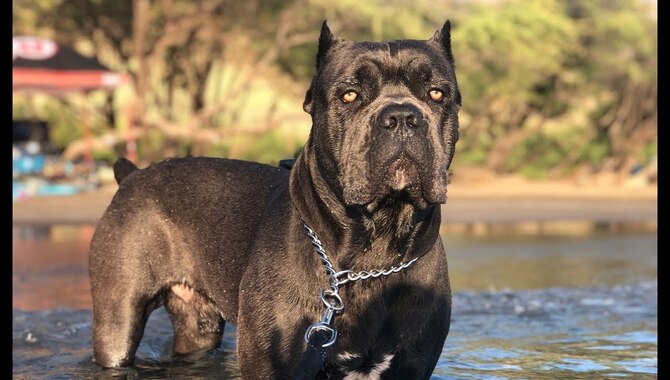 Safety Tips For Cane Corsos In The Water