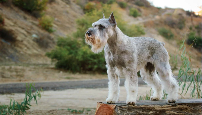 Schnauzer Coat Characteristics