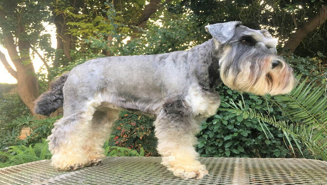 Schnauzer Grooming Tips