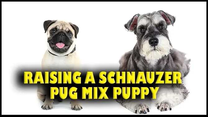Schnauzer Pug Mix