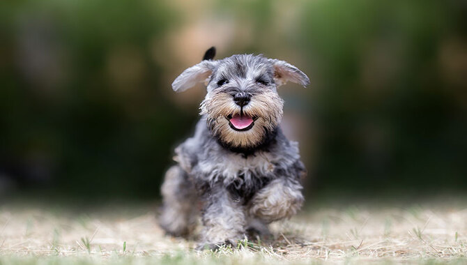 Schnauzer Shedding And Allergies