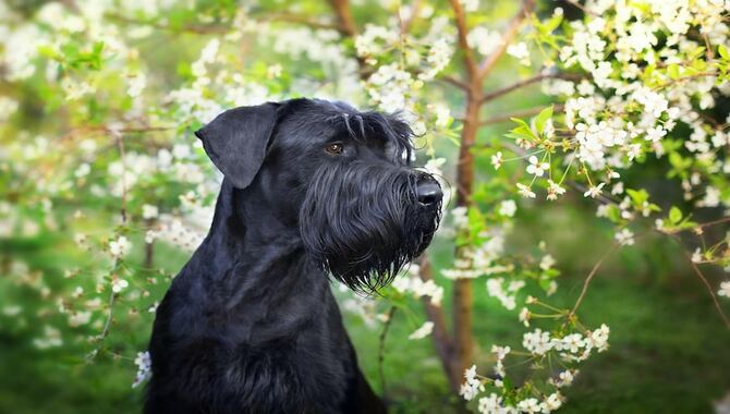 Schnauzer Shedding And Health Concerns