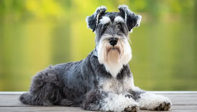 Schnauzer Shedding In Different Environments