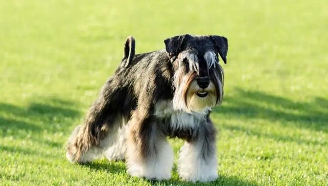 Schnauzers Shedding, In General