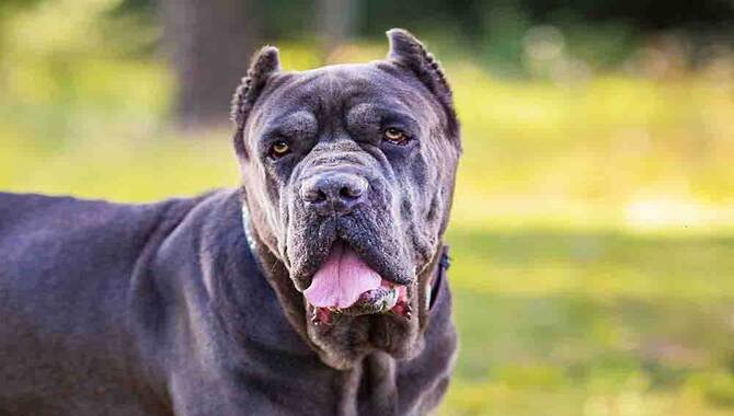 Seasonal Shedding Of Cane Corso