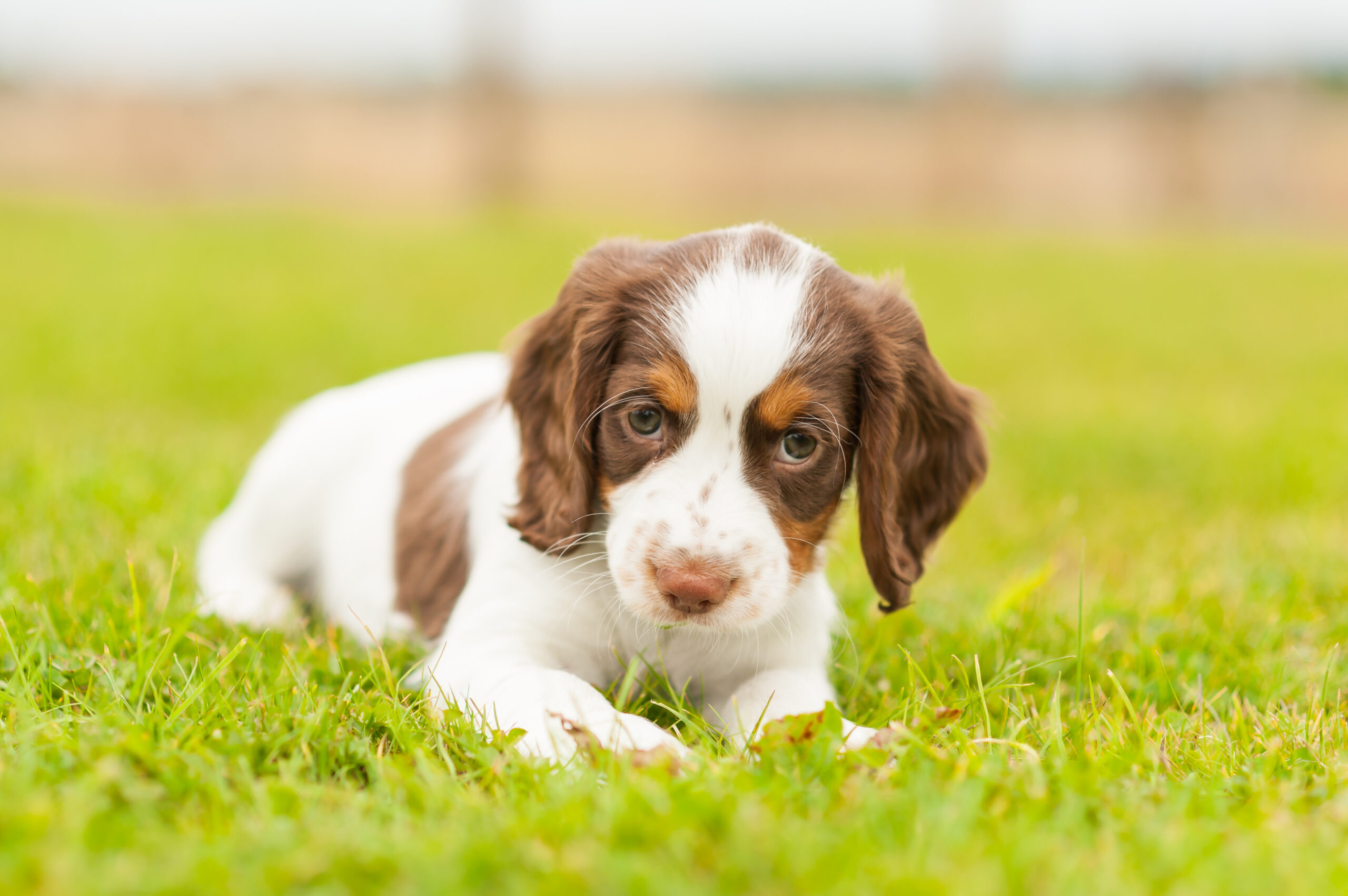 Why Does My Dog's Front Leg Shake? [Unveiling The Mystery!]