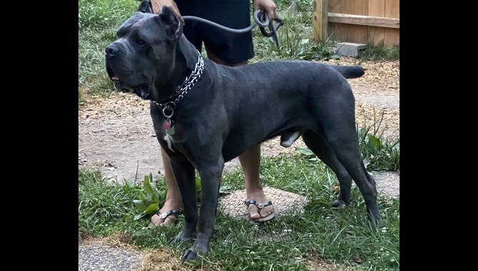 Shedding Patterns Of Cane Corso