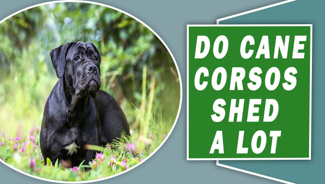 Shedding Secrets- Do Cane Corsos Shed A Lot