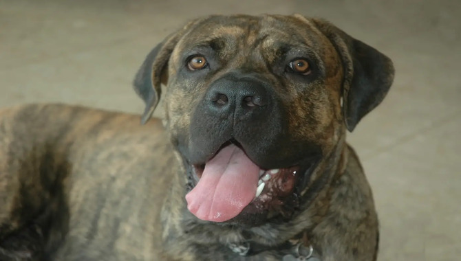 Should A Cane Corso Dog Be Allowed To Swim