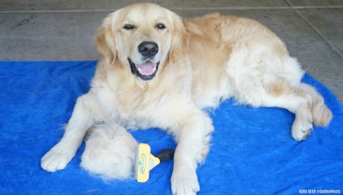 Should You Use The Furminator On Your Golden Retriever