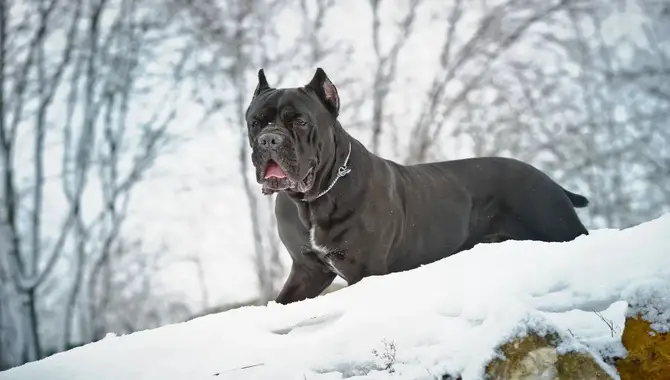 Should Your Cane Corso Wear A Coat In Cold Weather?
