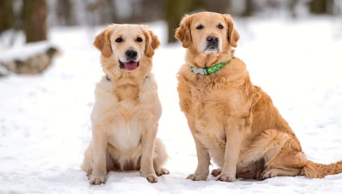 Show Golden Retriever Vs. Field Golden Retriever Comparison