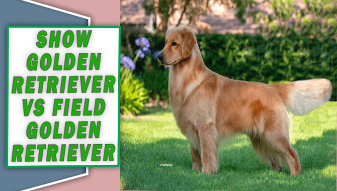 Show Golden Retriever vs Field Golden Retriever