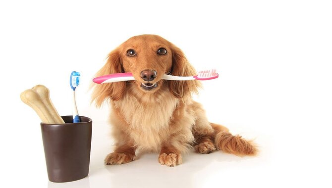 Show Your Pet The Toothbrush