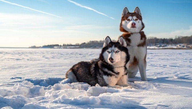 Siberian Husky Growth & Weight Average