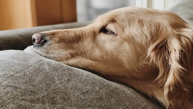 Signs A Golden Retriever Is Going Into Heat