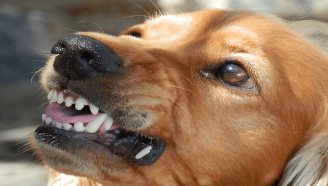 Signs Of Aggression In Golden Retrievers